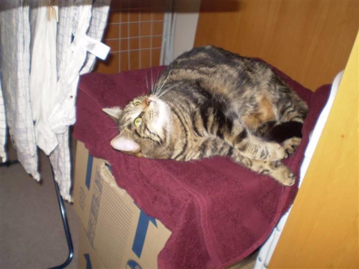 Blanding af racer Nala - Så er vi igang med at flytte - hun synes vidst bare det er hyggeligt billede 14