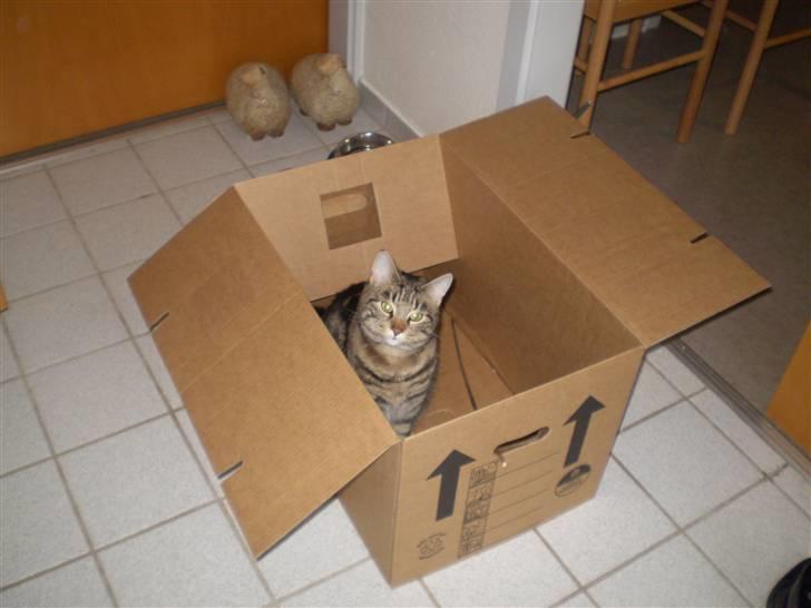 Blanding af racer Nala billede 15