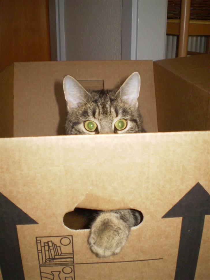 Blanding af racer Nala billede 16