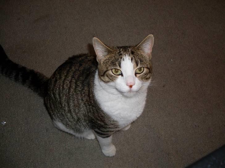 Huskat Ozzy billede 1