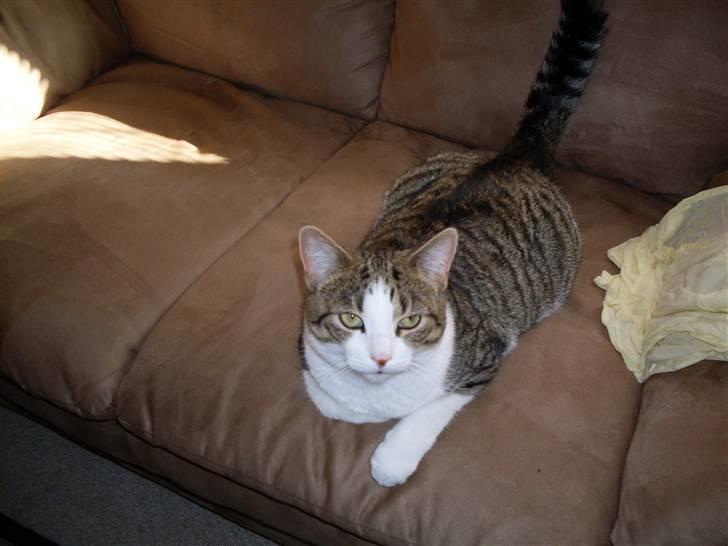 Huskat Ozzy billede 2