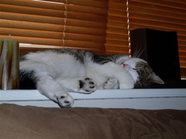 Huskat Ozzy billede 3