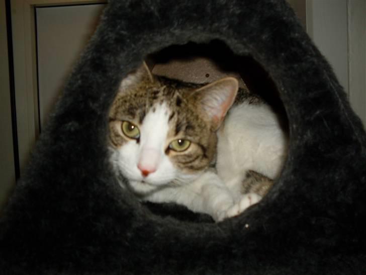 Huskat Ozzy billede 4