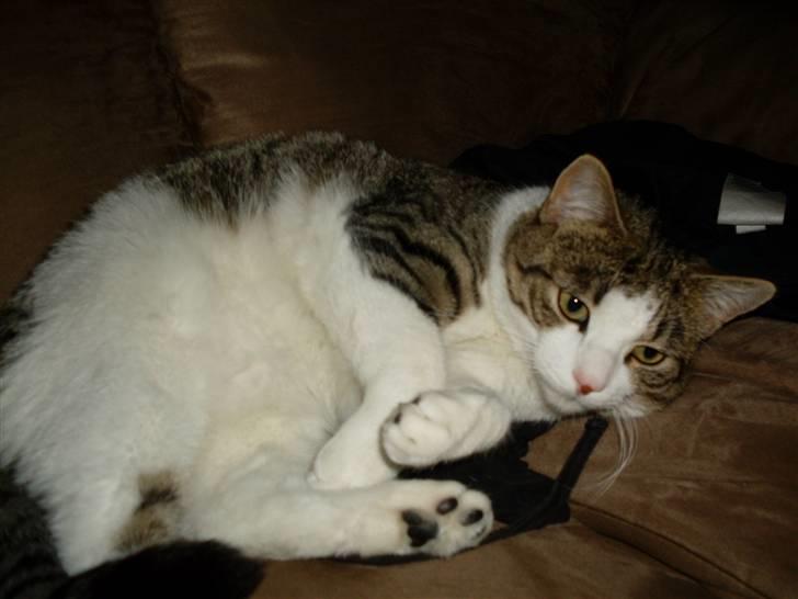 Huskat Ozzy billede 5