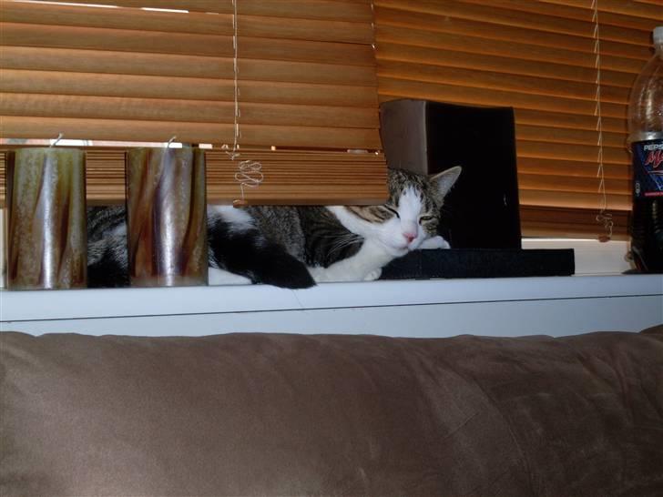 Huskat Ozzy billede 6