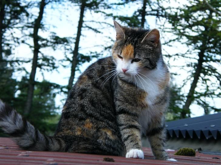 Blanding af racer Kiwi- HAR SMÅ KIWILINGERE - Velkommen til Kiwi´s profil smid en bedømmelse & en kommentar - Tak :) [Foto: Mig selv SMJ foto] billede 1