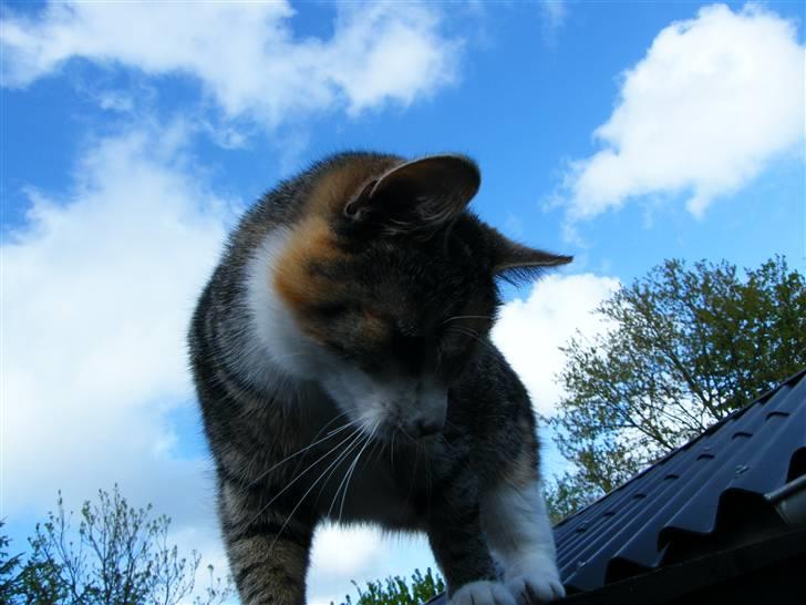 Blanding af racer Kiwi- HAR SMÅ KIWILINGERE - Kiwi på tage :o)  [Foto: Mig selv SMJ foto] billede 2