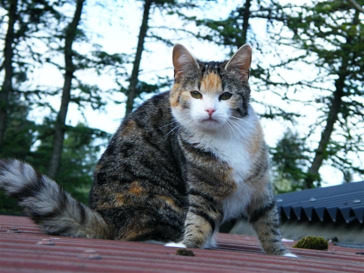 Blanding af racer Kiwi- HAR SMÅ KIWILINGERE - En forskrækket Kiwi på taget, med egern hale :)  [Foto: Mig selv SMJ foto] billede 3
