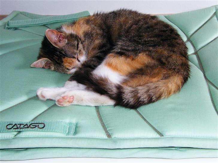 Blanding af racer Kiwi- HAR SMÅ KIWILINGERE - Kiwi ligger på mit helt nye ride under lag, der syntes Kiwi man ligger godt (:  [Foto: Mig selv SMJ foto] billede 4