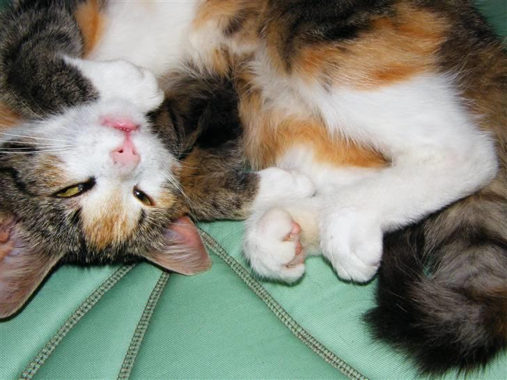 Blanding af racer Kiwi- HAR SMÅ KIWILINGERE - Argh hvor er det her altså skønt. :)  [Foto: Mig selv SMJ foto] billede 5