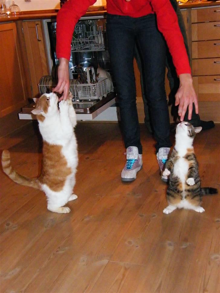 Blanding af racer Kiwi- HAR SMÅ KIWILINGERE - Fra venstre min gamle kat Tøsen, Mig, og Kiwi. Kiwi ligner en pingvin hihi (:  [Foto: Mor] billede 6