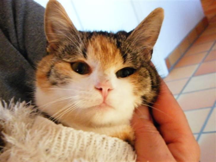 Blanding af racer Kiwi- HAR SMÅ KIWILINGERE - Kiwi har fået en lille strik trøje på for sjov, hun nød det bare ;o)  [Foto: Mig selv SMJ foto] billede 7