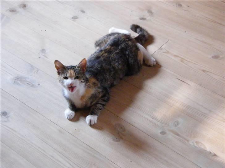 Blanding af racer Kiwi- HAR SMÅ KIWILINGERE - Kiwi snakker på kommando, hun siger: "kom nu mor kæl du med mig" :)  [Foto: Mig selv SMJ foto] billede 8