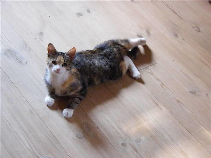 Blanding af racer Kiwi- HAR SMÅ KIWILINGERE - Så strækker jeg lige ud, det er jo anstegende at dase dagen lang. :o)  [Foto: Mig selv SMJ foto] billede 9