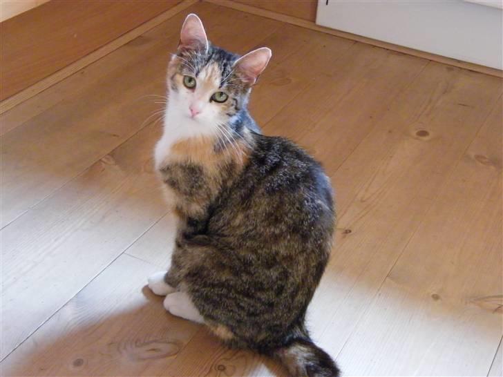 Blanding af racer Kiwi- HAR SMÅ KIWILINGERE - Kiwi sender det mærkligste blik ;)  [Foto: Mig selv SMJ foto] billede 10