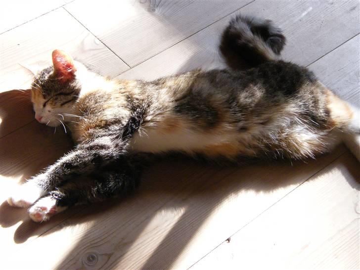 Blanding af racer Kiwi- HAR SMÅ KIWILINGERE - Arrgh hvor dejligt med lidt sol og varme :o)  [Foto: Mig selv SMJ foto] billede 11