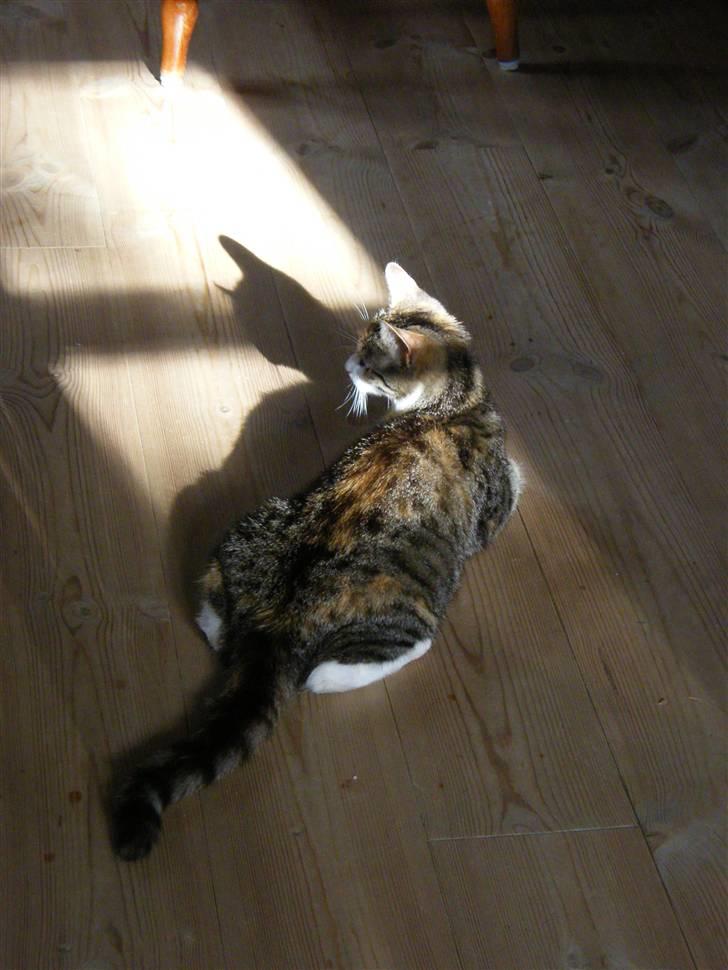 Blanding af racer Kiwi- HAR SMÅ KIWILINGERE - Kiwi "bagfra" Se lige en fin skygge hun laver :)  [Foto: Mig selv SMJ foto] billede 12