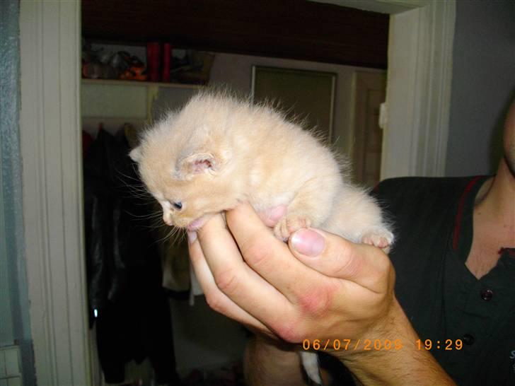 Huskat chap (DØD) :( - her er så lille chap. Jeg vil ned til min moar!!!  billede 1