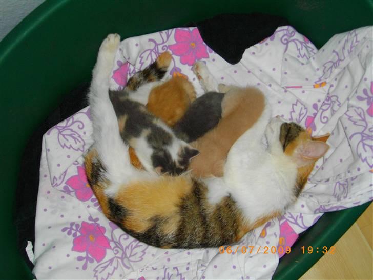 Huskat chap (DØD) :( - her er så chap og chip sammen me sine to andre søskende og deres moar. de får li en slurk mad også er det til sove strup billede 4