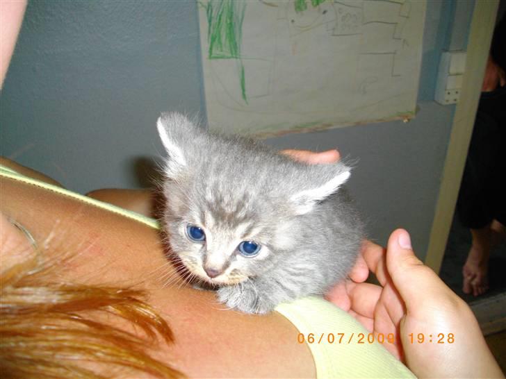 Huskat chap (DØD) :( - det er chip. chappes bror.  billede 5