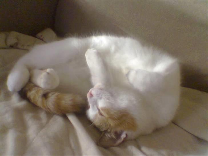 Huskat Silke billede 1