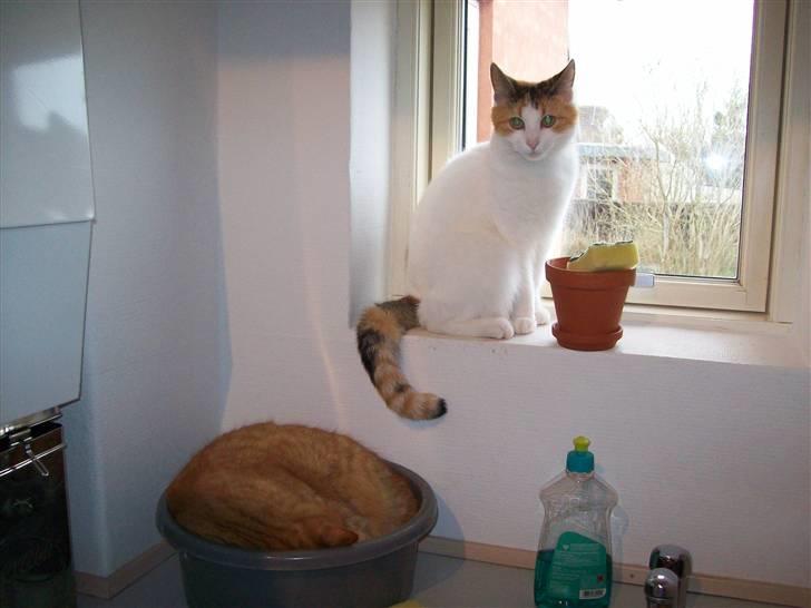 Huskat Silke billede 2