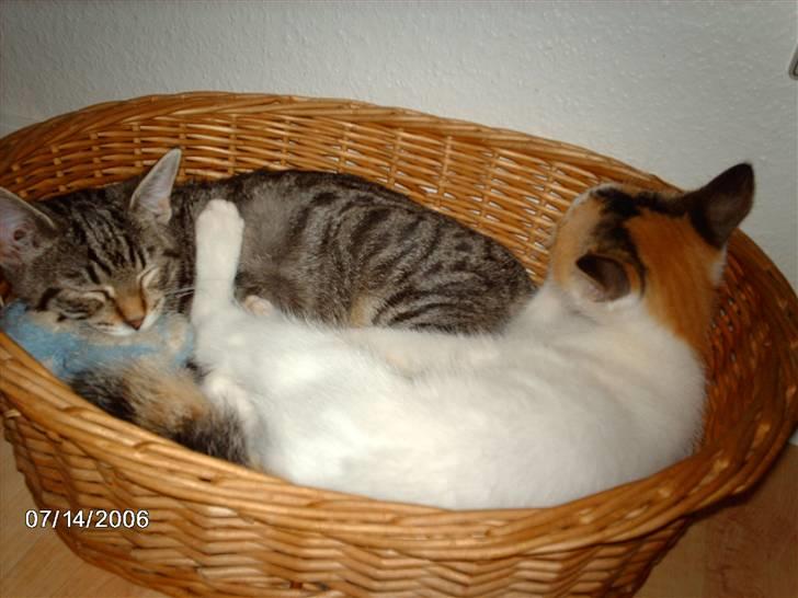 Huskat Silke billede 3