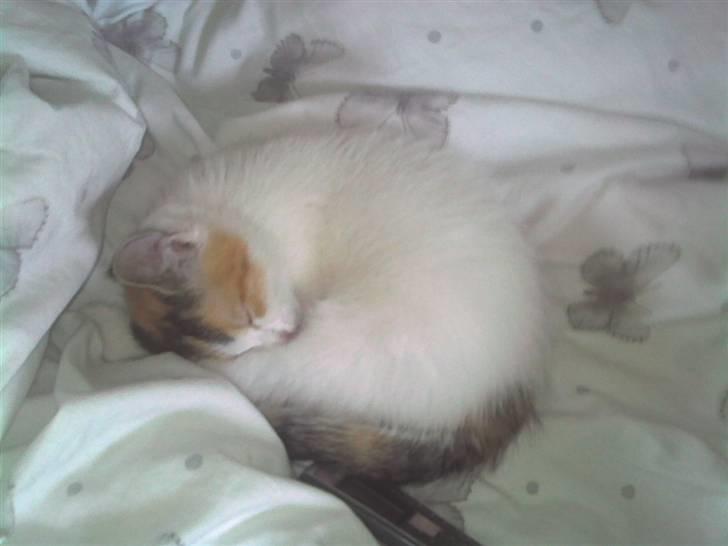 Huskat Silke billede 4