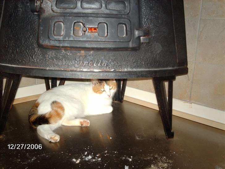 Huskat Silke billede 5