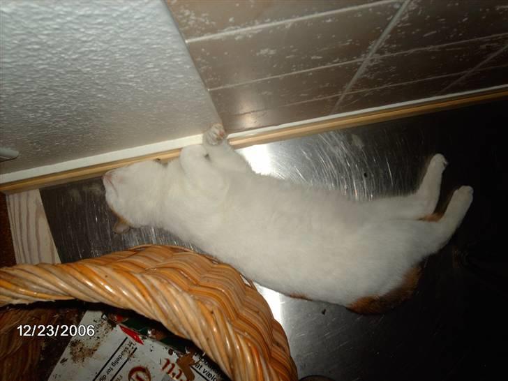 Huskat Silke billede 6