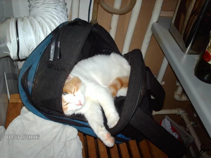 Huskat Silke billede 7