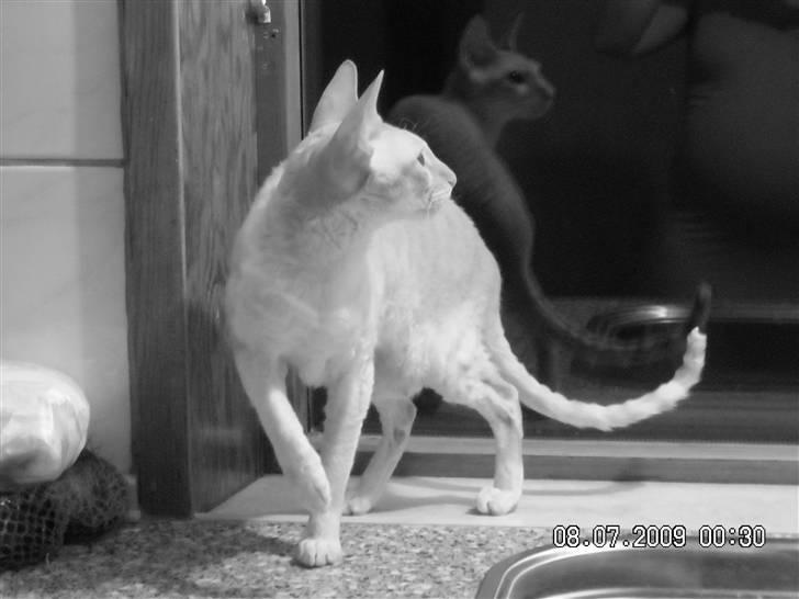 Cornish Rex Miss Nancy billede 8