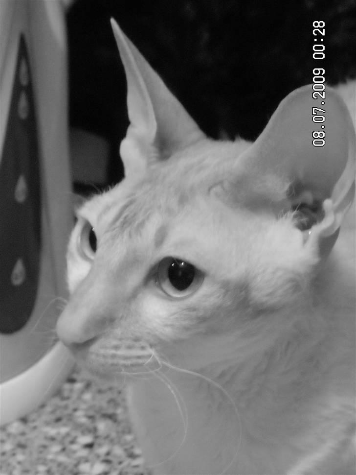 Cornish Rex Miss Nancy billede 9