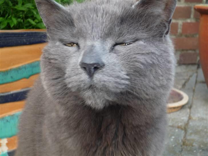 Huskat Trille billede 10