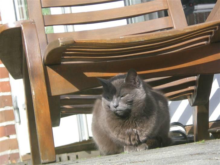 Huskat Trille billede 11