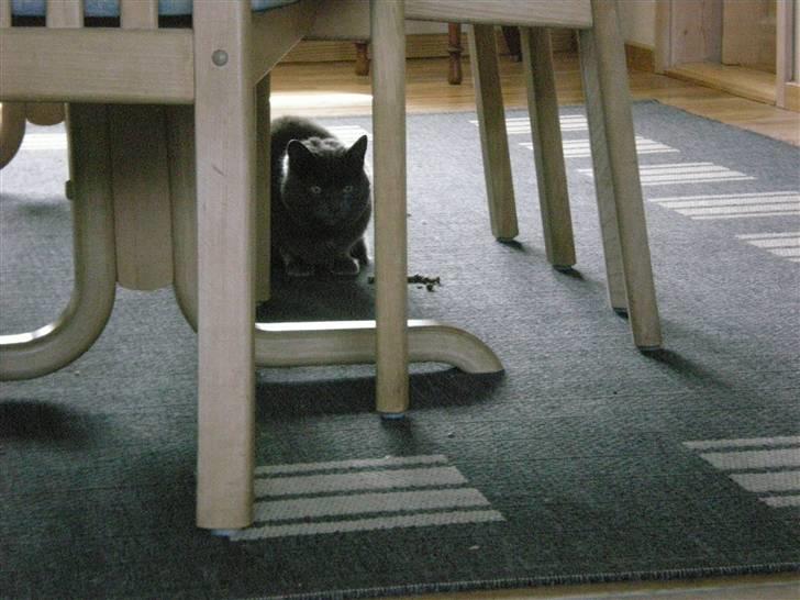 Huskat Trille billede 12