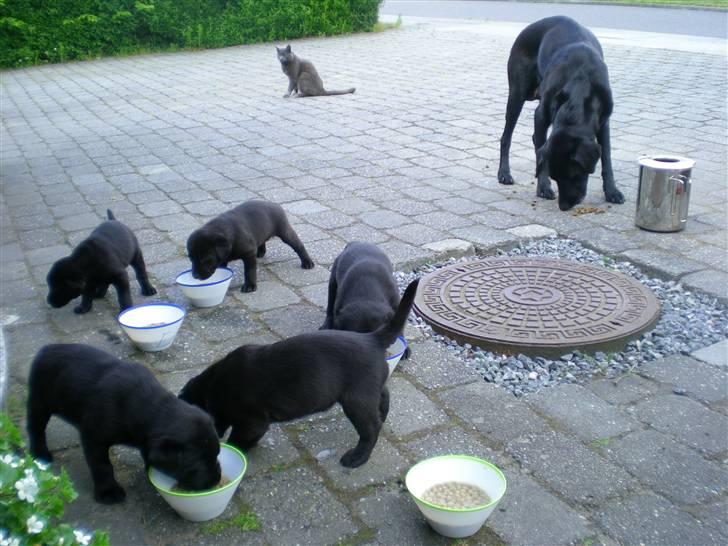 Huskat Trille - så er hele familien samlet:D billede 13