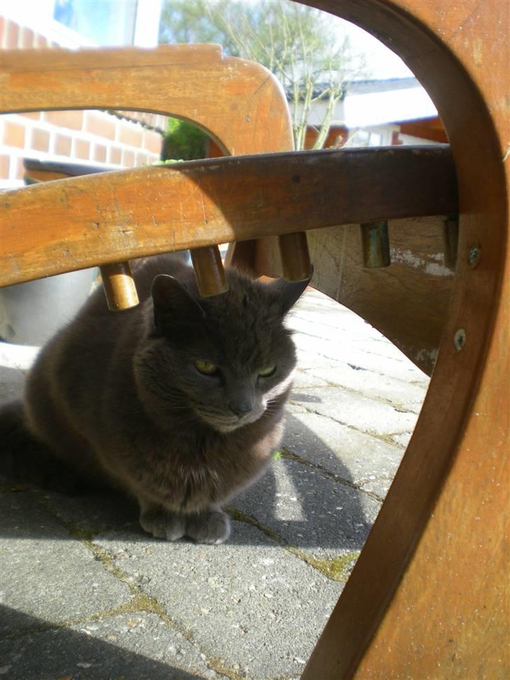 Huskat Trille billede 14