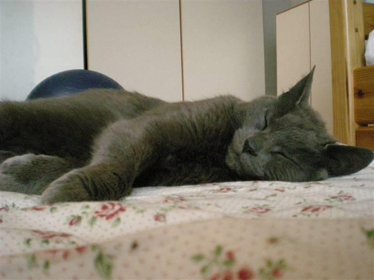 Huskat Trille billede 15