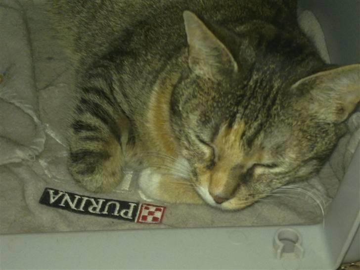 Huskat Freja billede 5