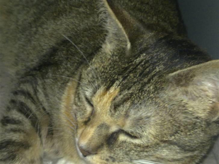 Huskat Freja billede 6