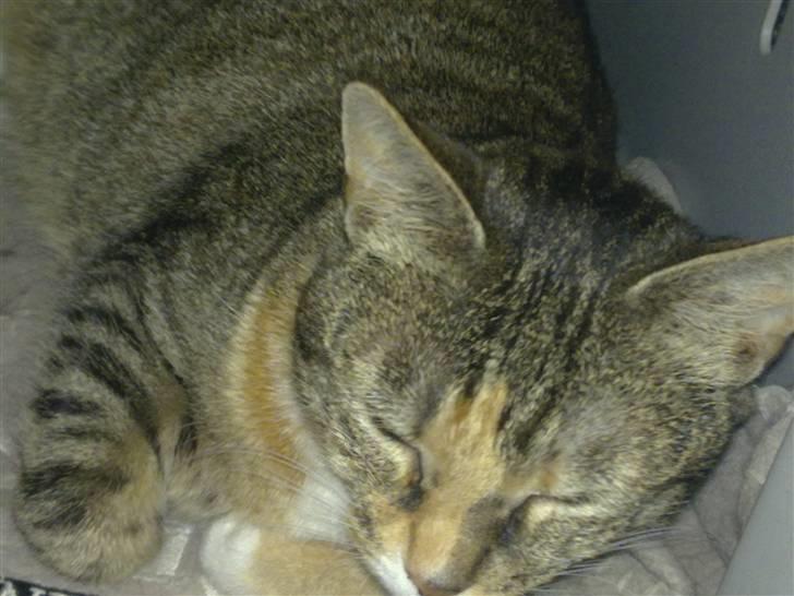 Huskat Freja billede 7