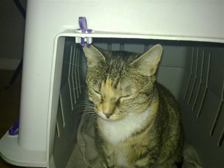 Huskat Freja billede 8