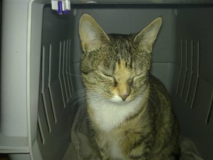 Huskat Freja billede 9