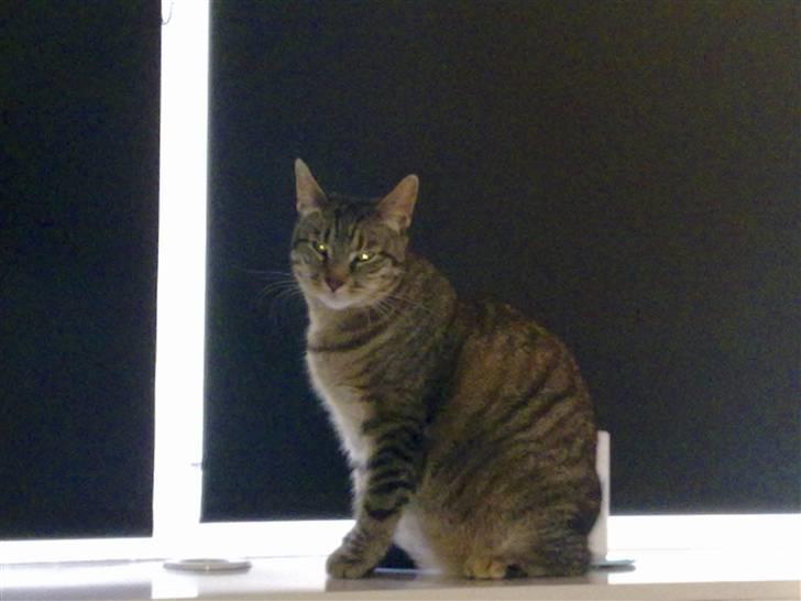 Huskat Mico billede 6