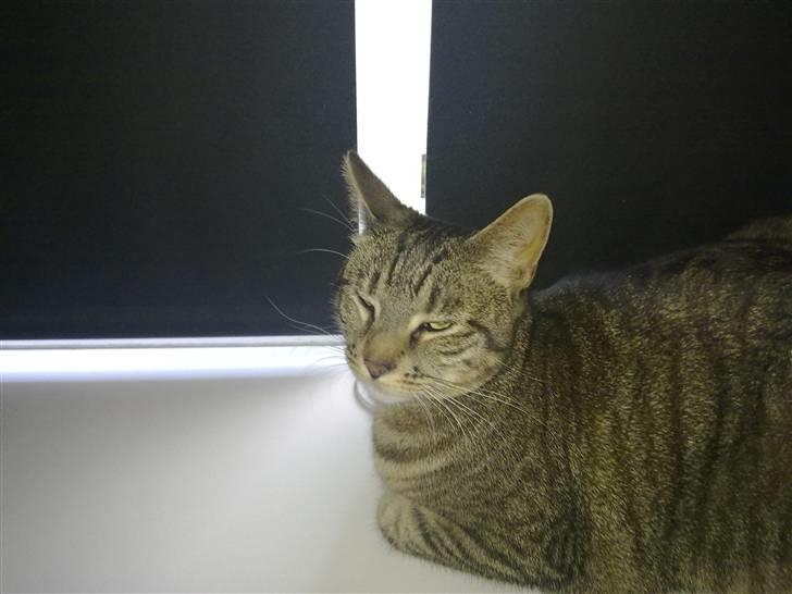 Huskat Mico billede 7