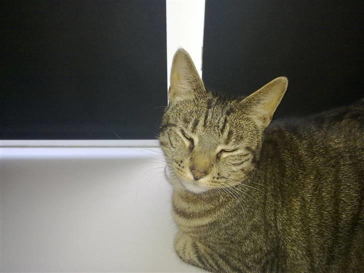 Huskat Mico billede 8