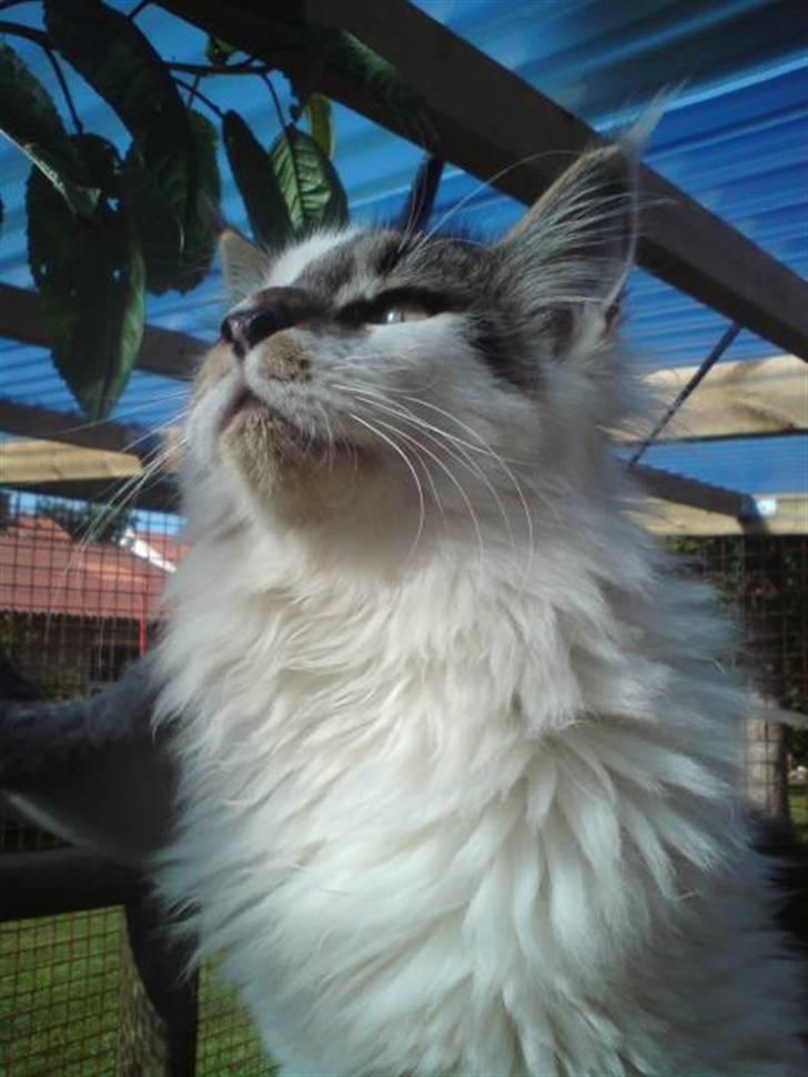 Maine Coon DK Ruscutter´s Xenius billede 1