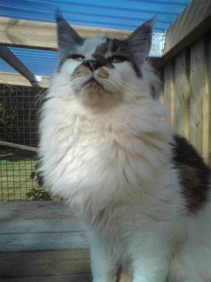 Maine Coon DK Ruscutter´s Xenius billede 2