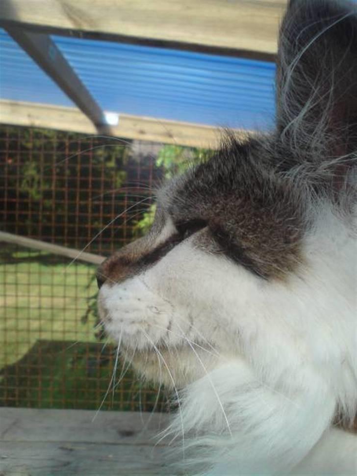 Maine Coon DK Ruscutter´s Xenius billede 3